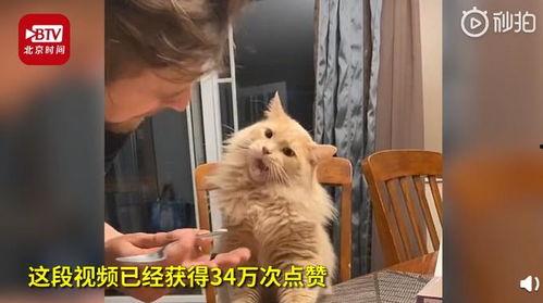 爱吃的小猫被爆料视频是真的吗,爱吃小猫爆料视频真实性揭秘  第3张