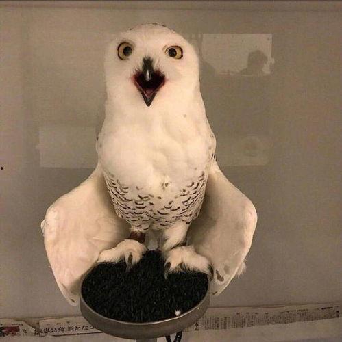 平安大爷最新爆料猫头鹰,猫头鹰生成背后的神秘力量 第2张 平安大爷最新爆料猫头鹰,猫头鹰生成背后的神秘力量 第2张